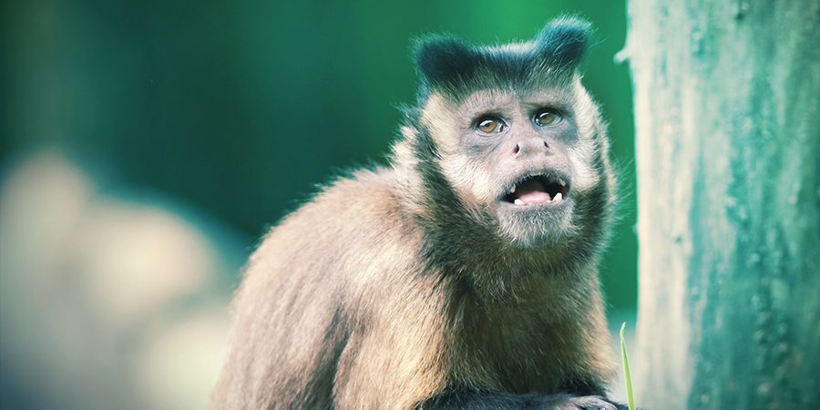 Scimmie Cappuccino E Lemuri Che Amano Lo Sballo - Millepiedi Allucinogeni