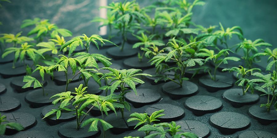 COLTIVARE CANNABIS PARTENDO DAI CLONI: VANTAGGI