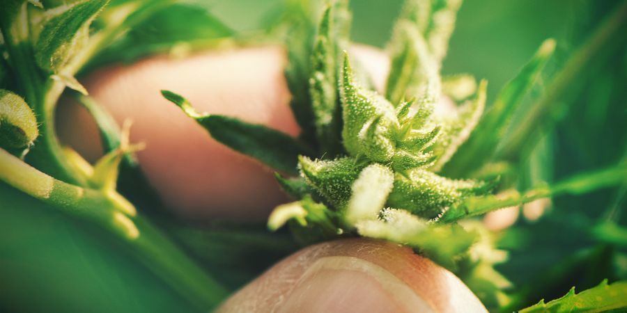 COLTIVARE CANNABIS PARTENDO DAI SEMI: SVANTAGGI