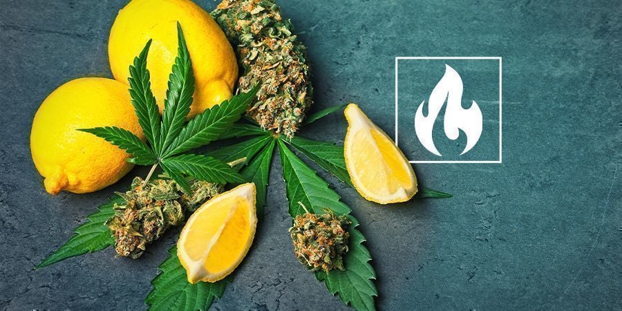 I CANNABINOIDI, I TERPENI, LA TEMPERATURA E VOI