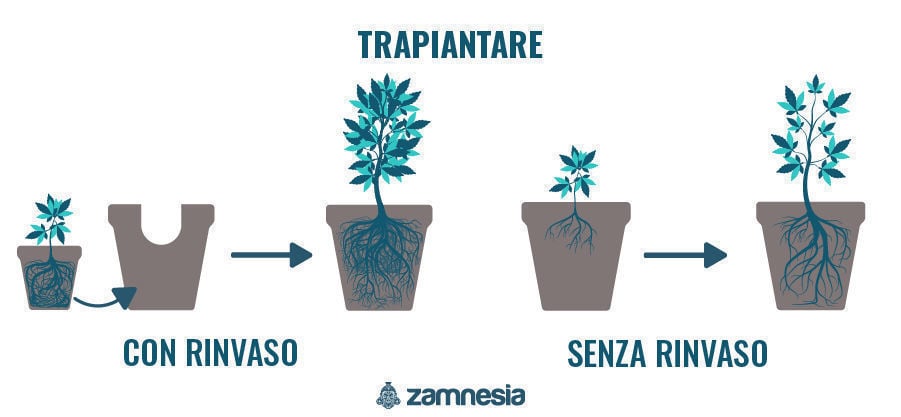 Trapiantare Piante Di Cannabis