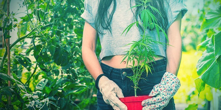 Trapiantare le piante di cannabis