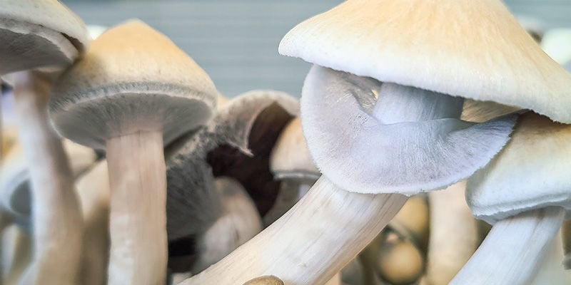 Funghi Allucinogeni: Qual è il momento giusto per raccogliere?