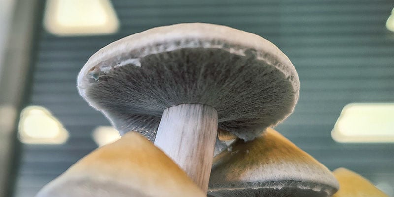 Funghi Allucinogeni: Qual è il momento giusto per raccogliere?