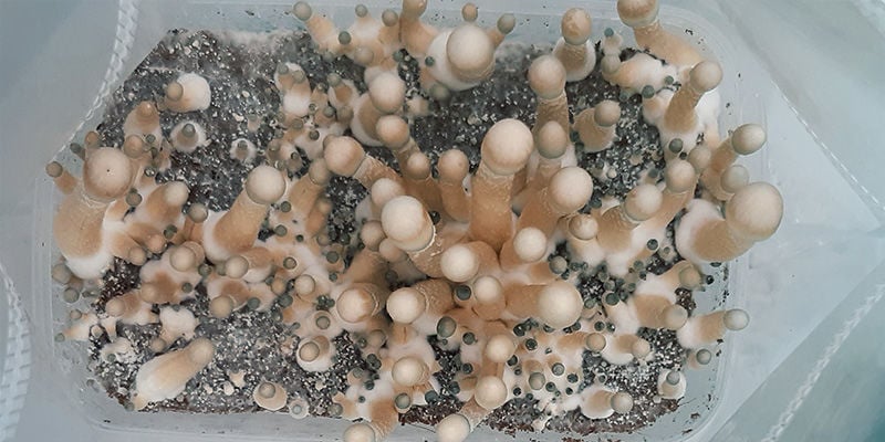 Funghi Allucinogeni: Qual è il momento giusto per raccogliere?