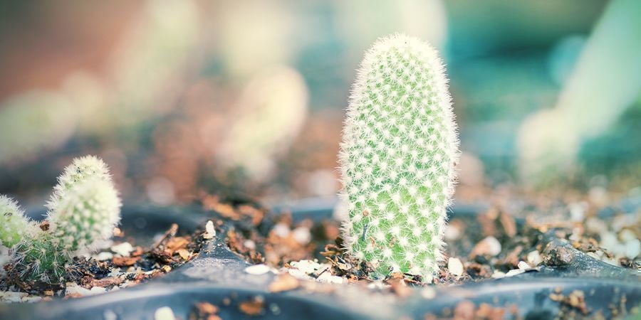 Invasare Le Talee Di Cactus Essiccate E Callose