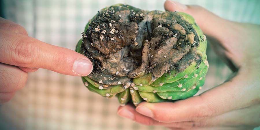 Cosa Fare Se La Tua Talea Sta Marcendo?