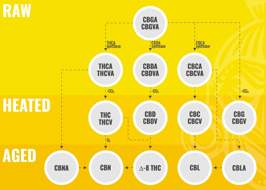 Biosintesi Del CBC