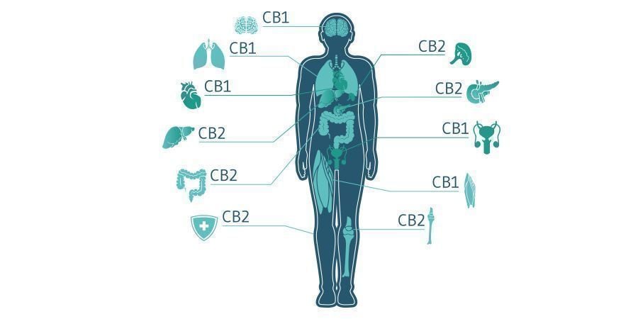 Potrà Il CBC Giocare Un Ruolo Nella Medicina Cannabica?