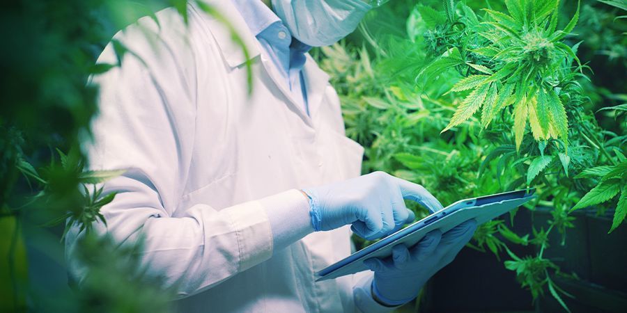 LA FUTURA RICERCA SULLA CANNABIS AVRÀ UN POSTO ANCHE PER IL CBDA