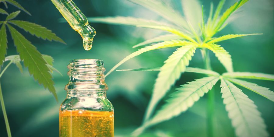 Il CBD È L'Unico Composto Terapeutico Contenuto Nella Canapa E Nella Cannabis