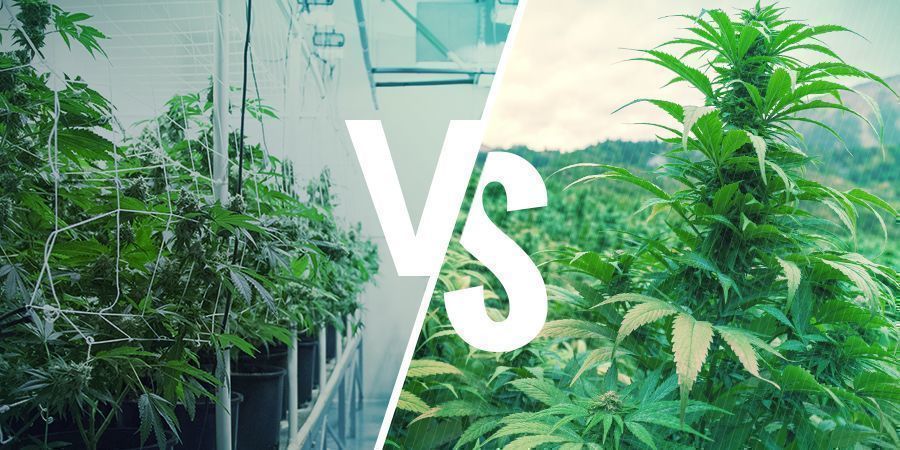 Cannabis Cimelio Vs Autoctona: Gli Elementi Chiave