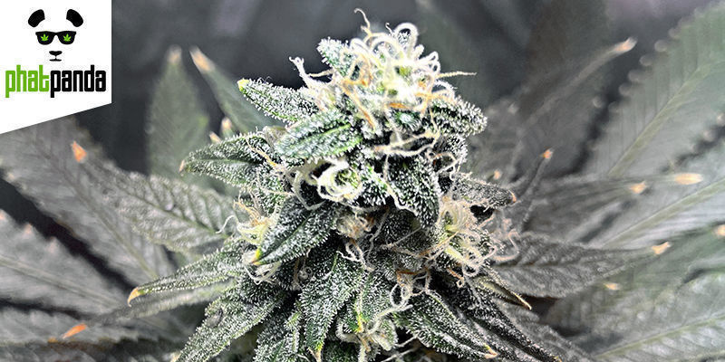 GREASE MONKEY DELLA PHAT PANDA SEEDS