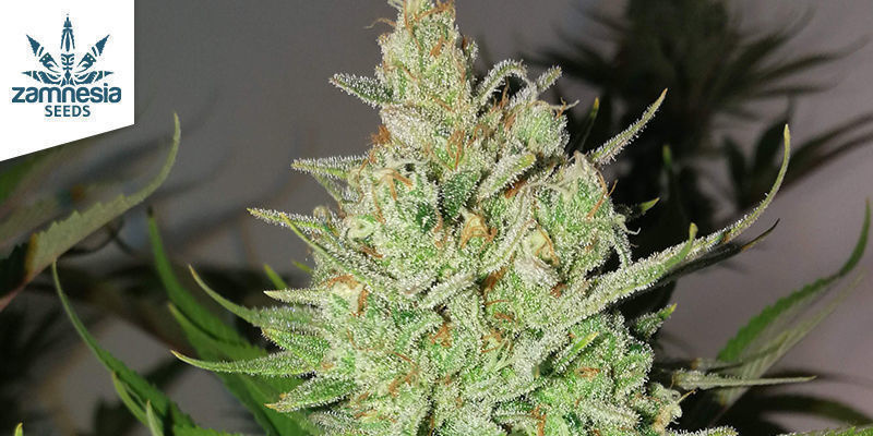 LEMON POWER HAZE DELLA ZAMNESIA SEEDS