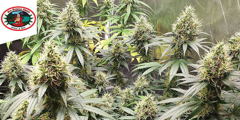 SCH’LEMON CAKE DELLA BIG BUDDHA SEEDS