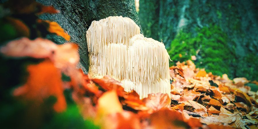 hericium Erinaceus— Un Fungo Rigenerante Per Il Cervello