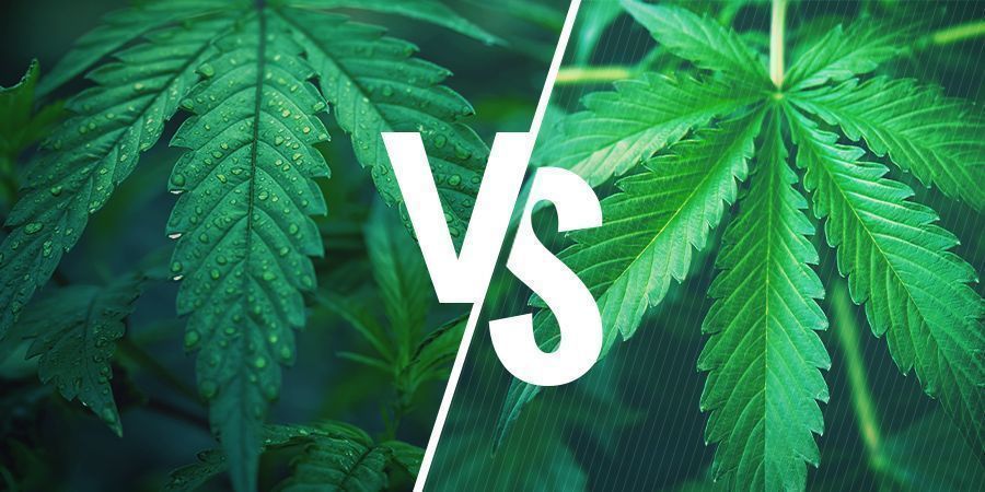 Indica Vs Sativa — Scegliere La Varietà Giusta Per I Tuoi Edibili De Cannabis