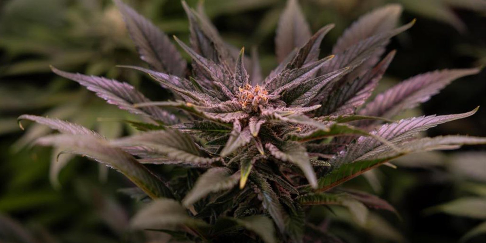Temperature minime per la cannabis