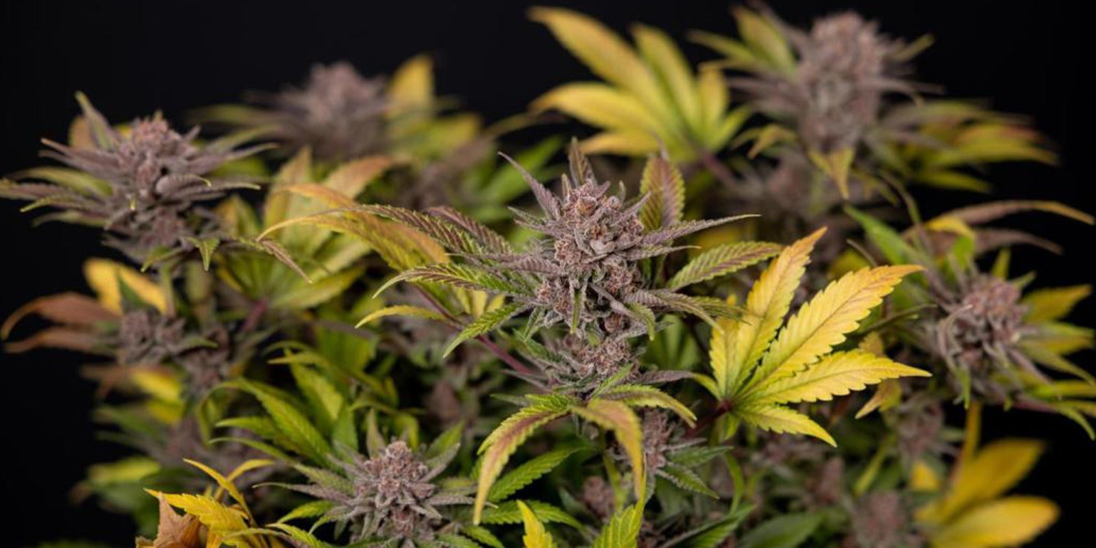 Consigli per coltivare cannabis in inverno