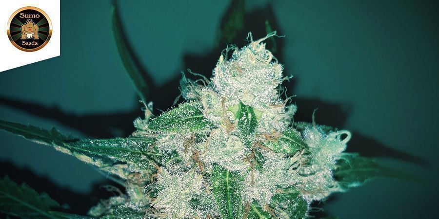 Amnesia Ganja Haze (Sumo Seeds)