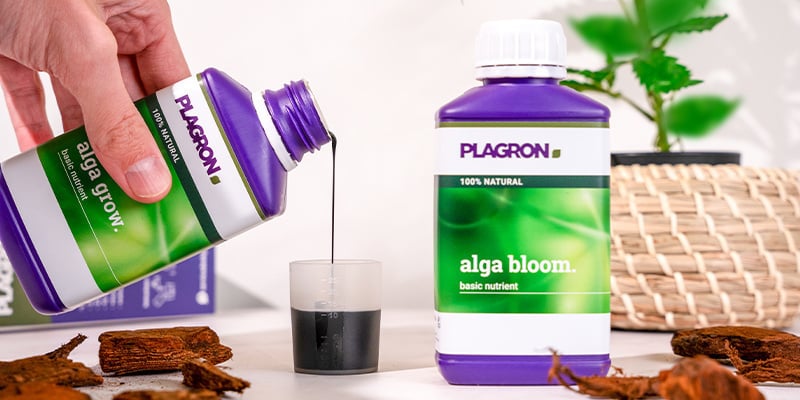 Cos'è il kit Top Grow Box di Plagron e perché dovresti usarlo?