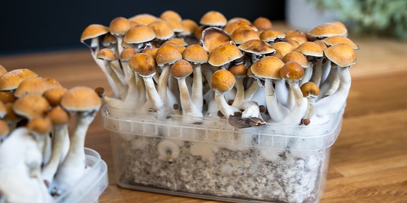 Kit di coltivazione: il modo più semplice per coltivare funghi allucinogeni Kit di coltivazione: il modo più semplice per coltivare funghi allucinogeni
