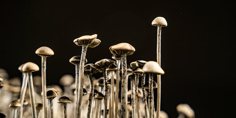 Coltivare funghi allucinogeni in casa Coltivare funghi allucinogeni in casa
