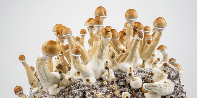 La strada più semplice per coltivare funghi allucinogeni La strada più semplice per coltivare funghi allucinogeni