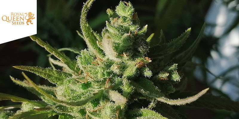 Amnesia Mac Ganja (Amg) — Royal Queen Seeds