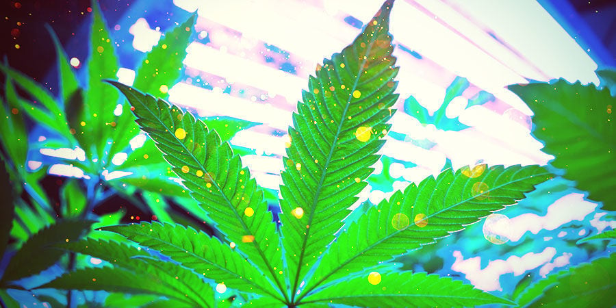 Stanza Di Coltivazione Della Cannabis: Illuminazione