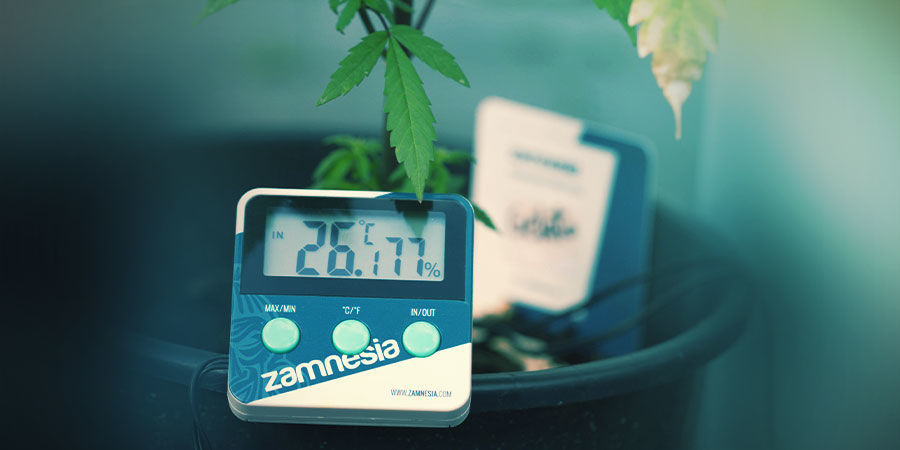 Stanza Di Coltivazione Della Cannabis: Temperatura & Umidità
