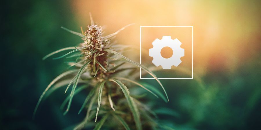 Di Quanta Luce Solare Hanno Bisogno Le Piante Di Cannabis Autofiorenti?