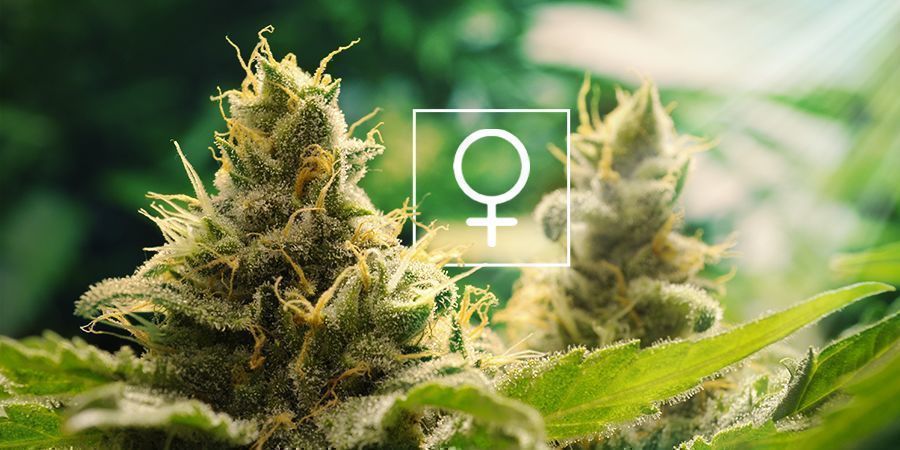 Di Quanta Luce Solare Hanno Bisogno Le Piante Di Cannabis Femminizzate?
