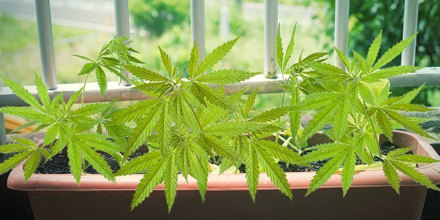 I Requisiti Delle Varietà Di Cannabis Per La Coltivazione Sul Balcone O Terrazzo