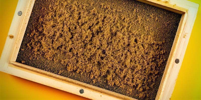 Hashish setacciato a secco: che cos’è?