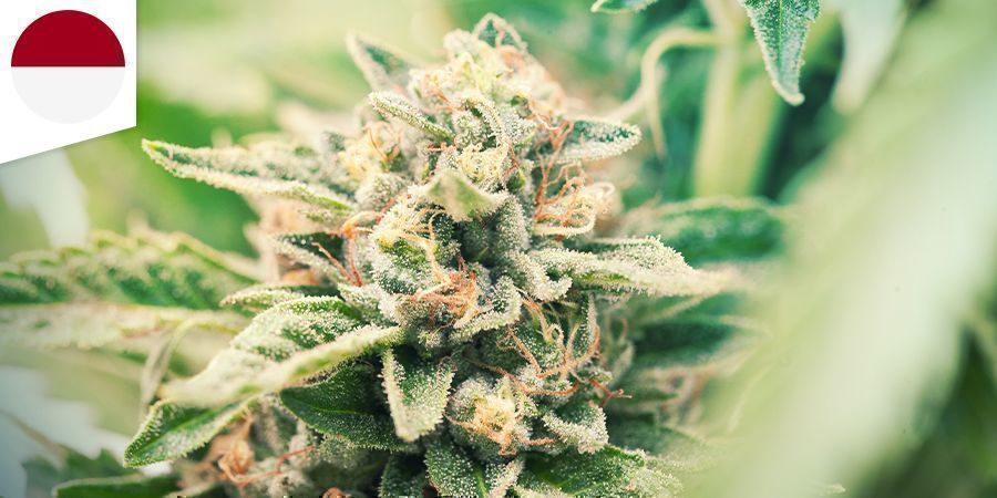 Aceh Cannabis
