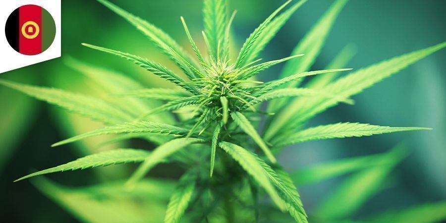 Afghani Cannabis