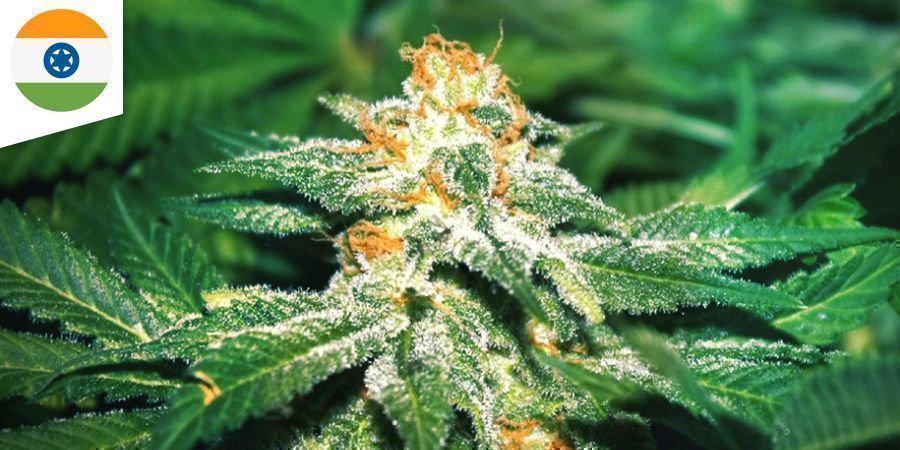 Hindu Kush Cannabis
