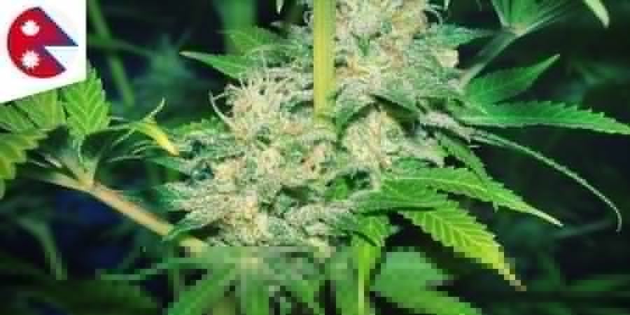 NEPALESE Cannabis