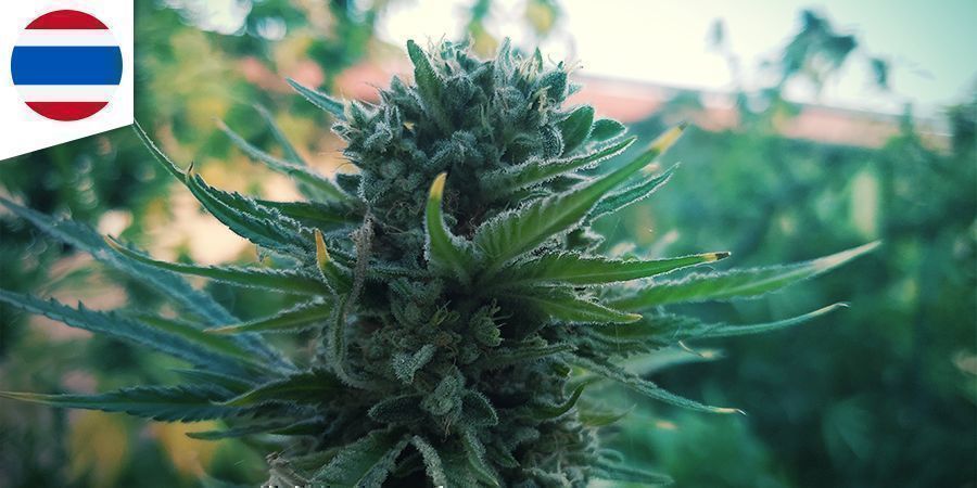 Thai Cannabis