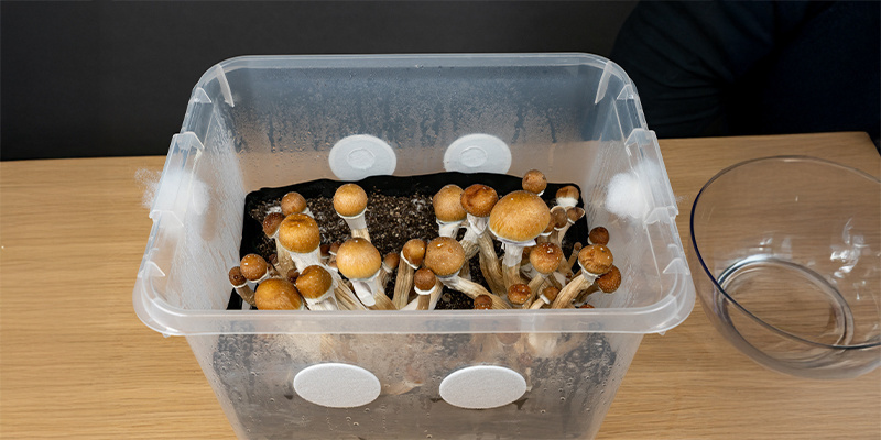 Come funzionano i monotub e perché sono perfetti per la coltivazione di funghi