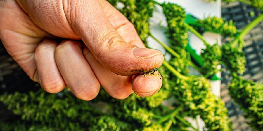 Quali Sono Le Varietà Di Cannabis Più Adatte Per Produrre Il Jelly Hash?