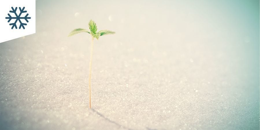 Coltivare Cannabis In Un Clima Freddo