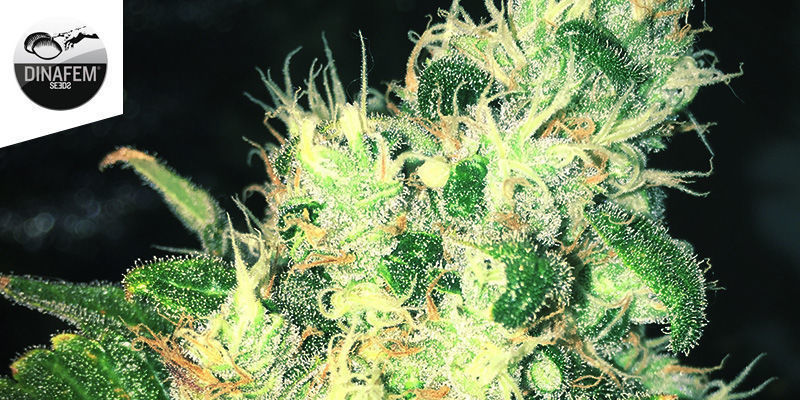 Special Queen 1 Di Royal Queen Seeds