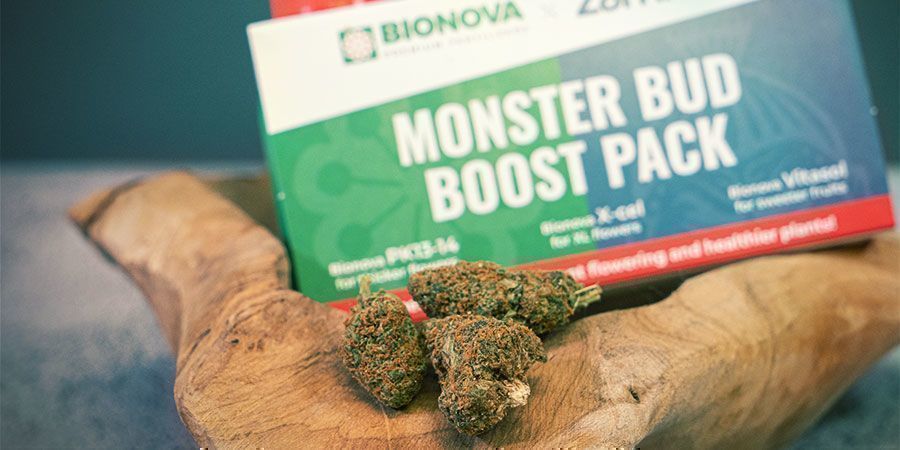 Che Cos'è il Monster Bud Boost Pack?