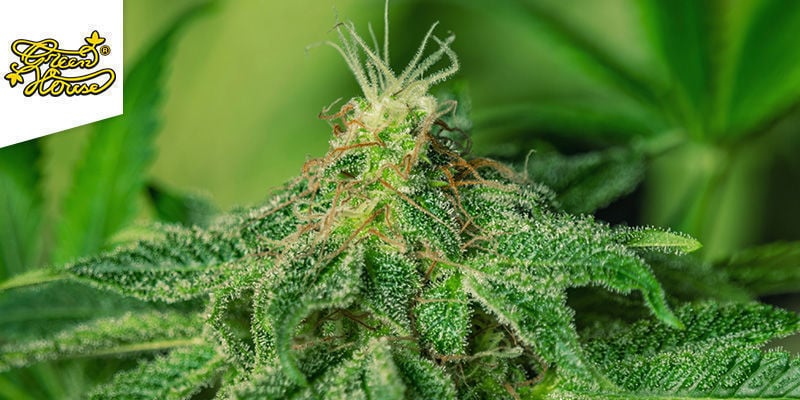 CHEESE FEMINIZED (GREENHOUSE SEEDS)