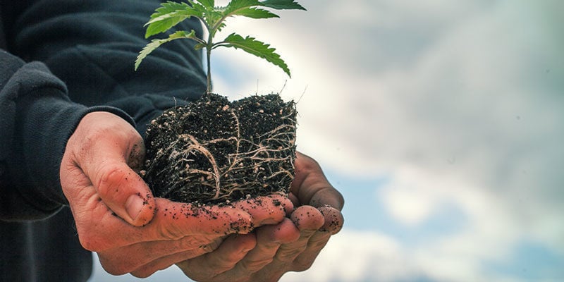 Air Pruning - Coltivare Di Cannabis