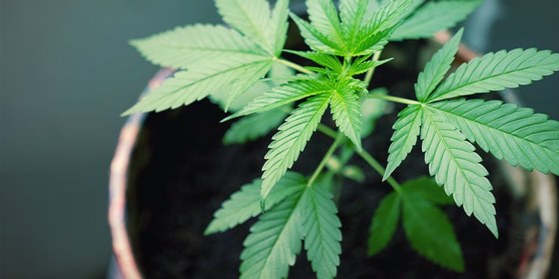 Drenaggio - Coltivare Di Cannabis