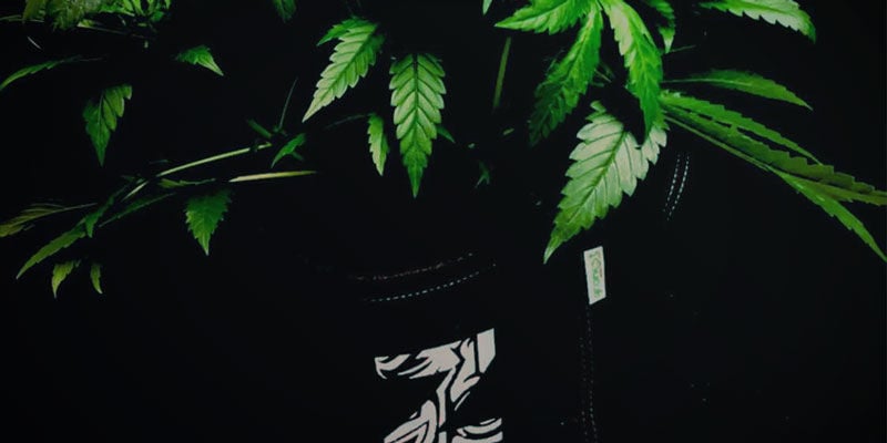 Flessibilità - Coltivare Di Cannabis