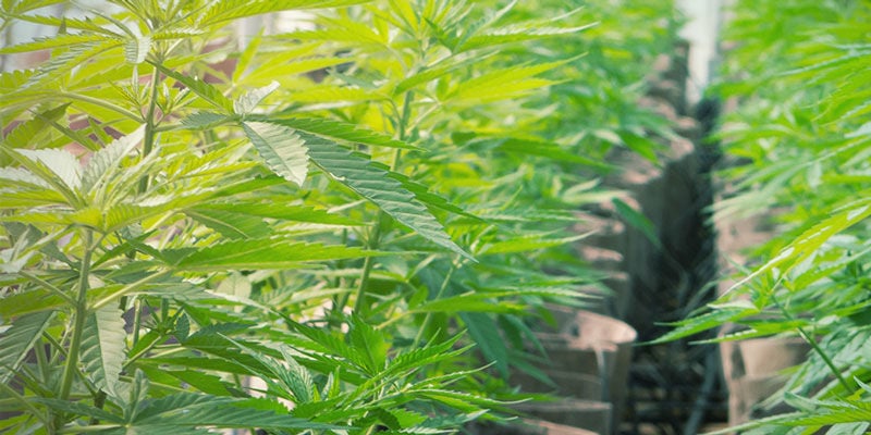 Ideali per l'Idroponica - Coltivare Di Cannabis